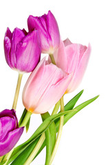 Spring Tulip Flowers bunch