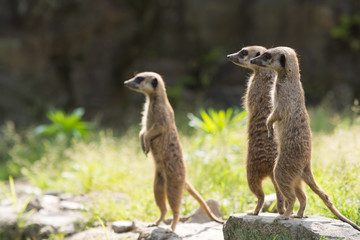 ミーアキャット
