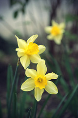 Obraz premium Beautiful Daffodils (Narcissus)