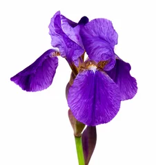 Cercles muraux Iris beautiful dark purple iris flower isolated on white background