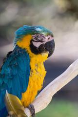 ルリコンゴウインコ