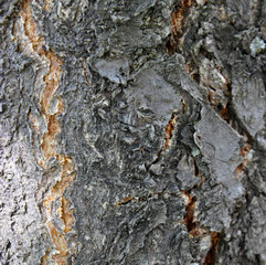 Wood background