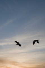 Fototapeta na wymiar Herons at Sunrise