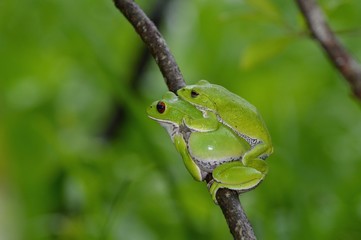 モリアオガエルの包接