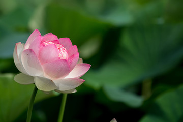 ハスの花