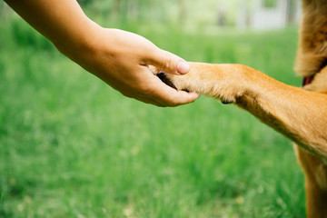 Dog and human handshake
