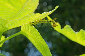 カラムシの葉の裏にいるフクラスズメの幼虫