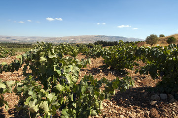 Weinbau Libanon