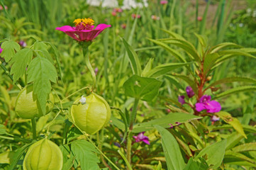 フウセンカズラと百日草