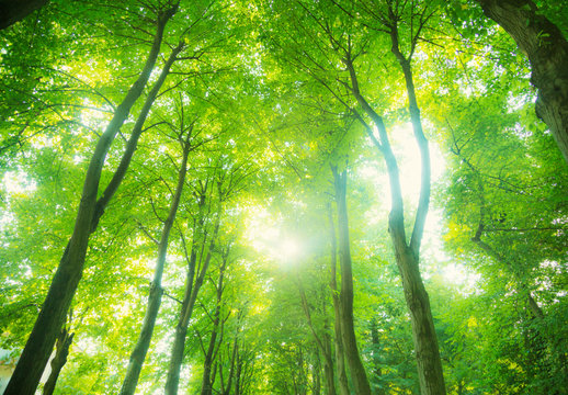 Fototapeta beautiful light in the green forst. Looking up.