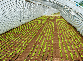 Crop of seedlings being cultivated in a tunnel