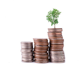 money coins pile and young tree on white background