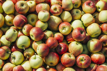 Backgrounds: Harvested Apples