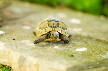 turtle
