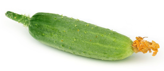 Young cucumber