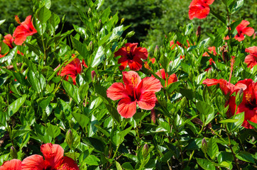red hibiscus flower