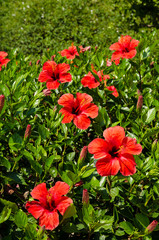 red hibiscus flower - obrazy, fototapety, plakaty