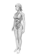 Female digestive system artwork