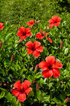 red hibiscus flower