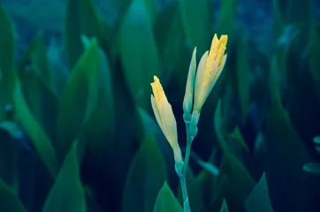 Crédence de cuisine en verre imprimé Iris yellow iris