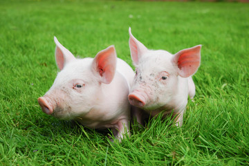 Zwei Ferkle liegen im Gras