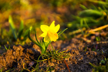 Daffodils in garden