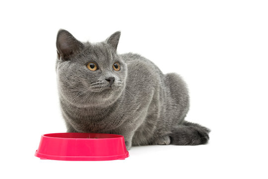 gray cat sits beside a bowl of food on white background