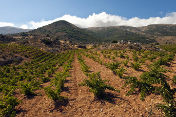 Weinbau Libanon