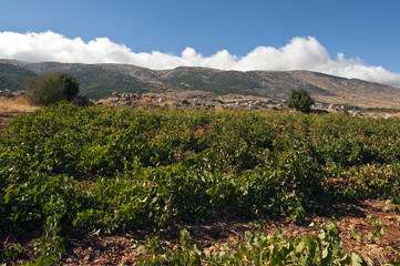 Weinbau Libanon