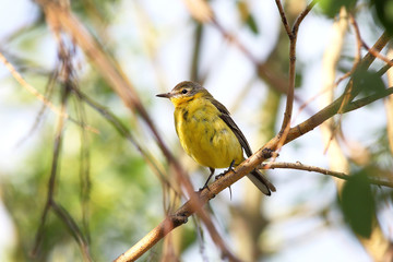 Yellow wagtail