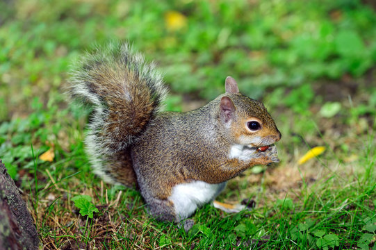 Scoiattolo grigio nel sottobosco - Sciurus carolinensis