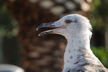 Seagull