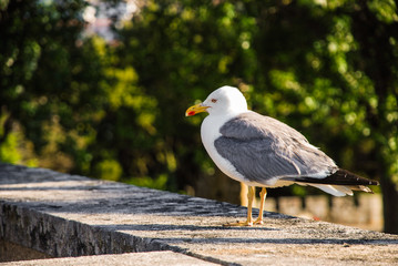 yellow-legged gull