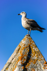 Seagull