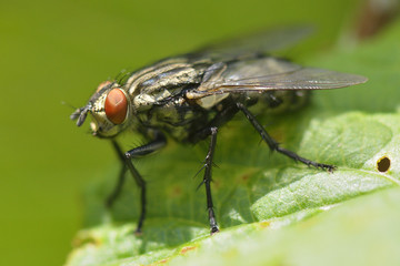 Graue Fleischfliege