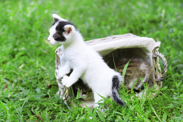 Cute little kitten, outdoors