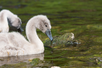 Two swans baby eating seaweed from a river.