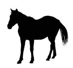 Portrait Silhouette of Large Horse Standing