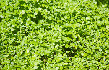 Obraz premium Blueberry bush background