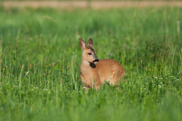 Faon caché dans les hautes herbes