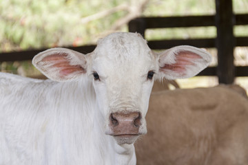 Young white calf in a farm pen, looking directly at the camera