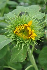Sunflower ready to bloom