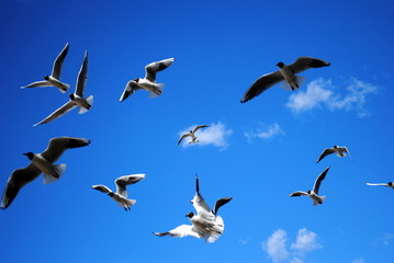 fliegende Möven