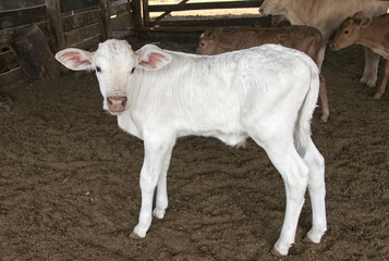 White calf © mayara