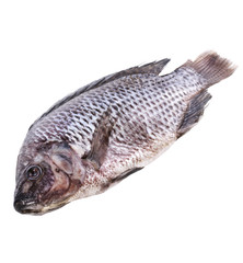 Fototapeta premium Raw Fish