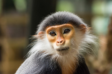 Close-up of Red-shanked douc (Pygathrix nemaeus)