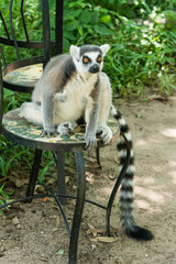 Ring-tailed lemur (Lemur catta) sits on chair