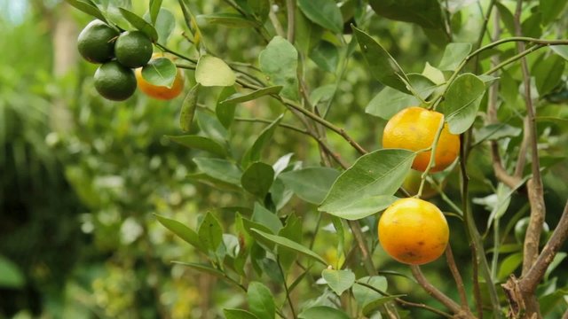 harvest of fresh orange