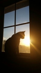 Sunrise Kitty