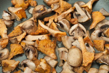group of mushrooms fried